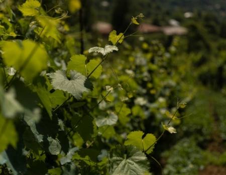 Family Winery “Vaio’s Marani” in the Village of Vaio